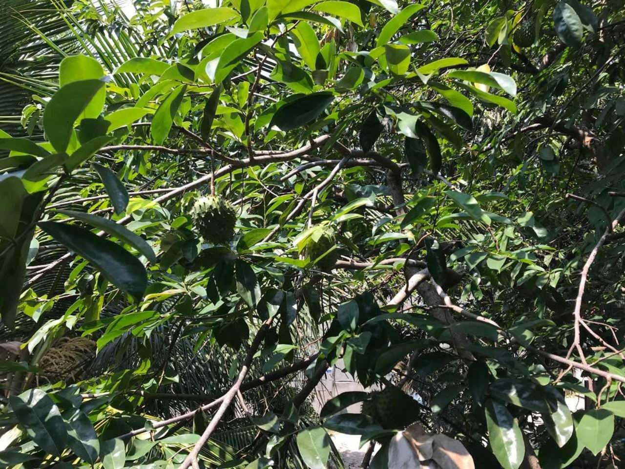 Suwani Pinnawala Homestay Ngoại thất bức ảnh